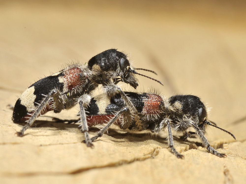 Clerus mutillarius